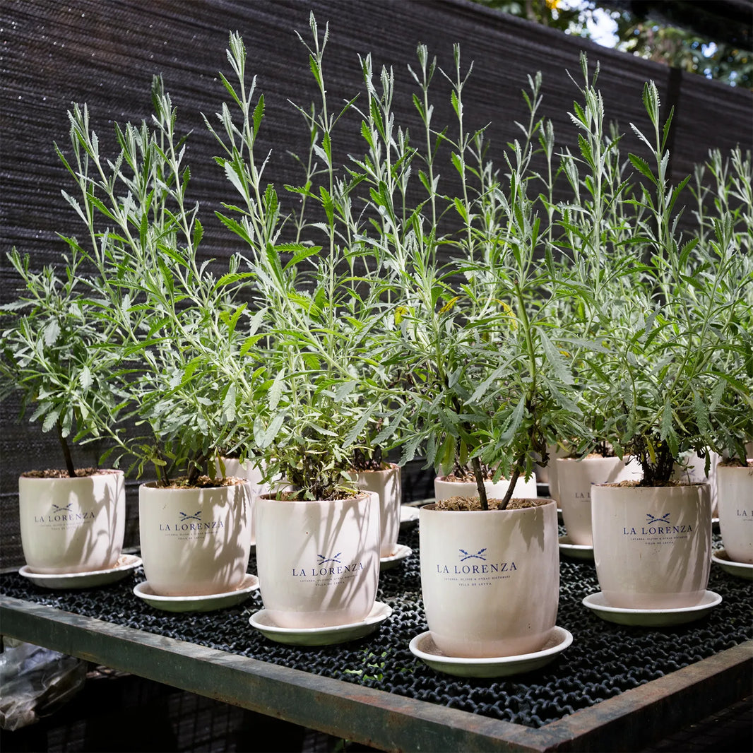 Varias plantas de lavanda en macetas