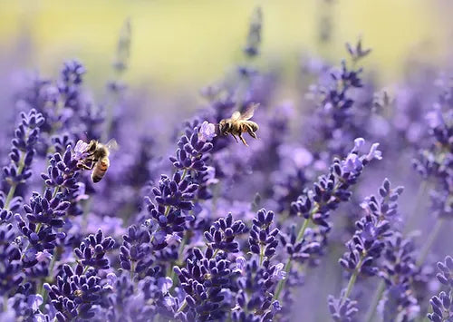 Miel de la lavanda