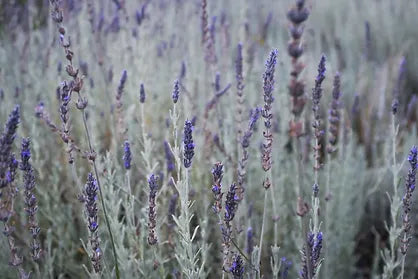 El poder de la lavanda