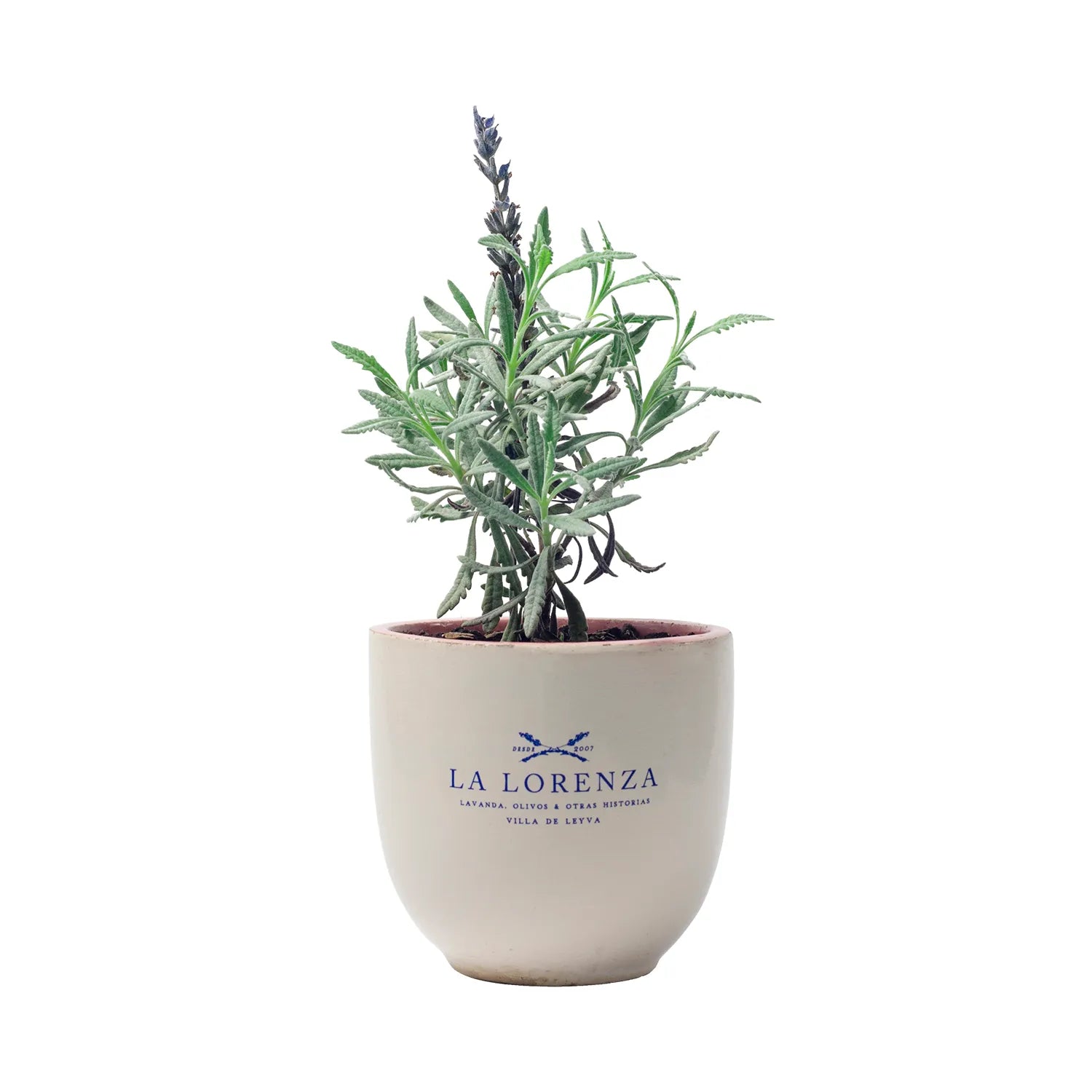 planta lavender Lavender Plant